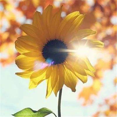 逍遥修真之江湖行游戏下载